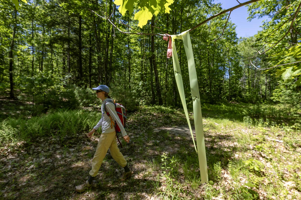 Maine Coast Heritage Trust begins work to build a trail network in the forest adjacent to Maine Water's treatment facility.