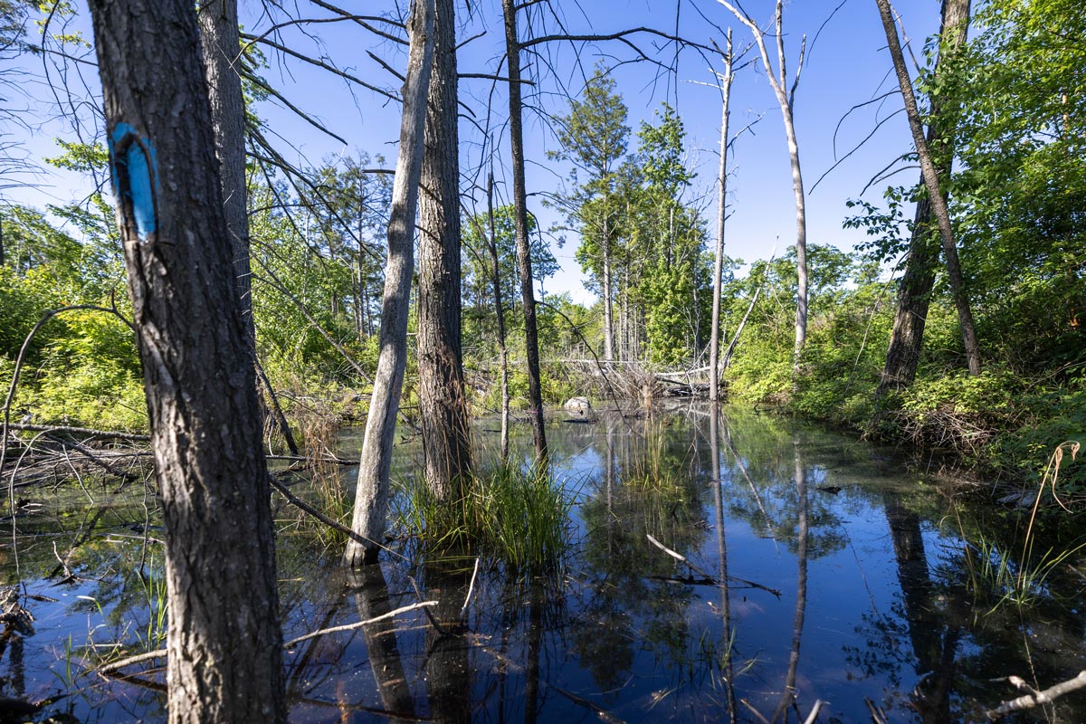 Maine Coast Heritage Trust begins work to build a trail network in the forest adjacent to Maine Water's treatment facility.